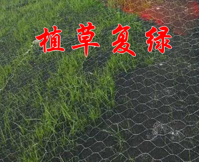 加筋麥克墊植草復(fù)綠效果